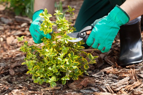 Sustainable gardening practices in urban areas