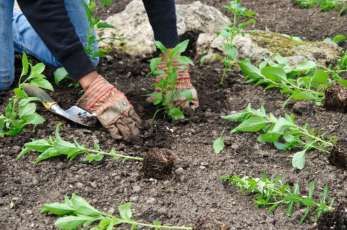 Modern garden maintenance with sustainable practices in Selhurst