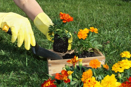 Diverse flowering plants and green spaces in a Penge community garden