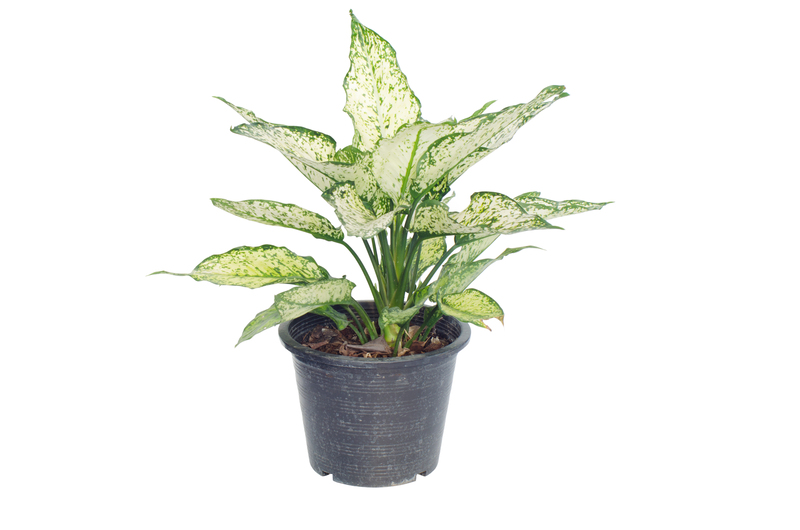 Experience Next-Level Privacy in Your Garden With Tall Planter Choices